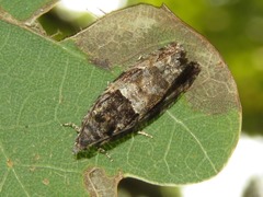Lobesia abscisana