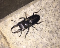 Serrognathus titanus