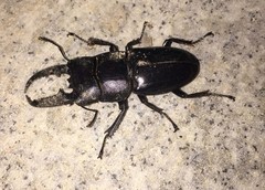 Serrognathus titanus