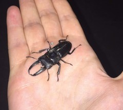 Serrognathus titanus