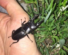 Serrognathus titanus