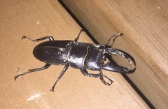 Serrognathus titanus