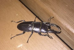 Serrognathus titanus