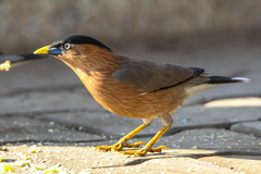 Brahminy Starling photo 4