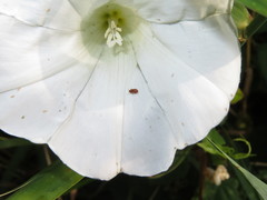 Kateretes pedicularius