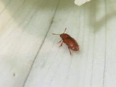 Kateretes pedicularius