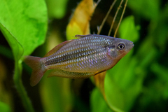 Lake Eacham Rainbowfish photo 1