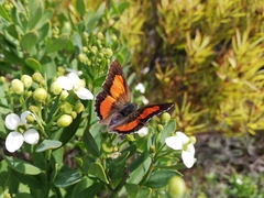 Capys alphaeus alphaeus