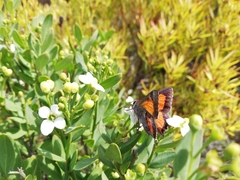 Capys alphaeus alphaeus