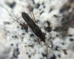 Gerris latiabdominis