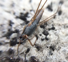 Gerris latiabdominis