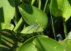 Oligoclada rubribasalis