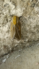 Ceratocampinae