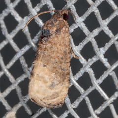 Ecdytolopha