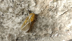 Ceratocampinae