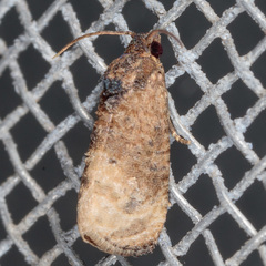 Ecdytolopha