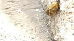 Ceratocampinae