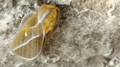 Ceratocampinae