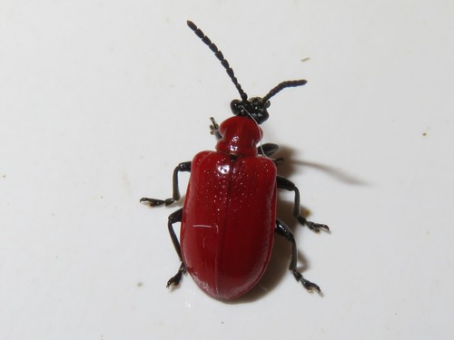 Lily Leaf Beetle, Leidschendam, Nederland, photo 5 of 10