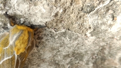 Ceratocampinae