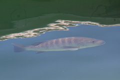Lutjanus novemfasciatus