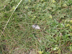 Rheumaptera hastata thulearia