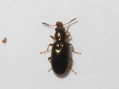 Salpingus planirostris