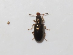 Salpingus planirostris