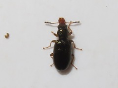 Salpingus planirostris