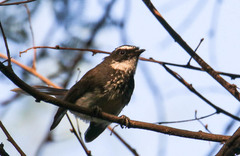 Rhipidura albogularis