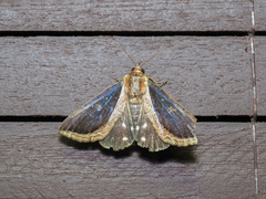 Ercheia cyllaria