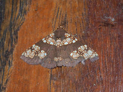 Saroba pustulifera