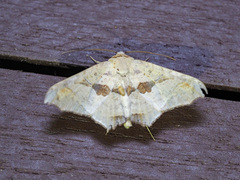 Semiothisops macariata