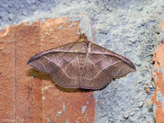 Tiruvaca subcostalis