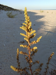 Salsoleae