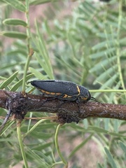 Hippomelas sphenicus