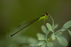 Ischnura capreolus