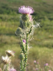 Cirsium alatum