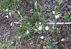 Nemesia diffusa