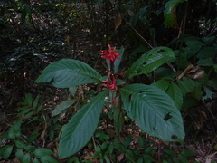 Pachystachys coccinea