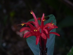 Pachystachys coccinea
