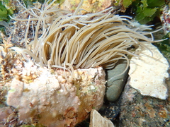 Anemonia