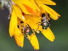 Cryptocephalus laetus