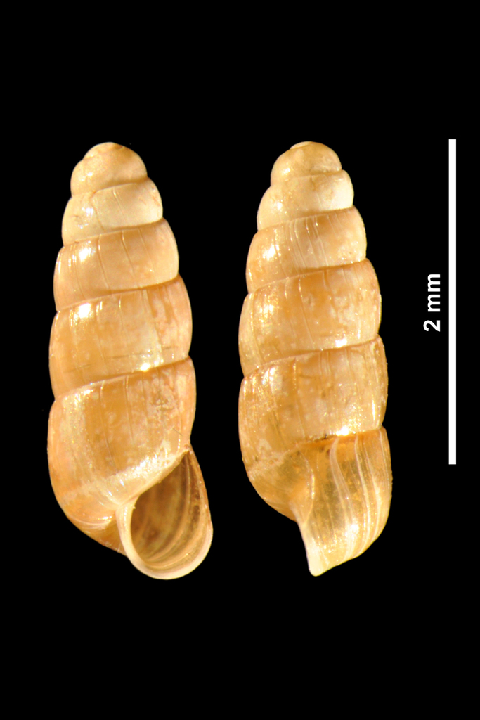 Point Snail
