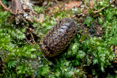 Armadillo intermixtus