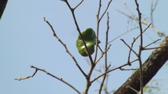 Enterolobium