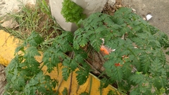 Conium maculatum