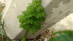Conium maculatum