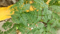 Conium maculatum