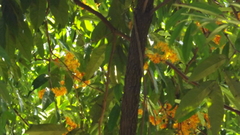 Saraca